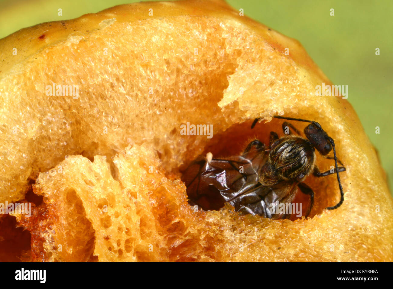 Eiche Stieleiche Galle Galle Wasp geöffnet mit Erwachsenen von Eichenlaub Cherry-gall Cynipid (Cynips quercusfolii) Stockfoto