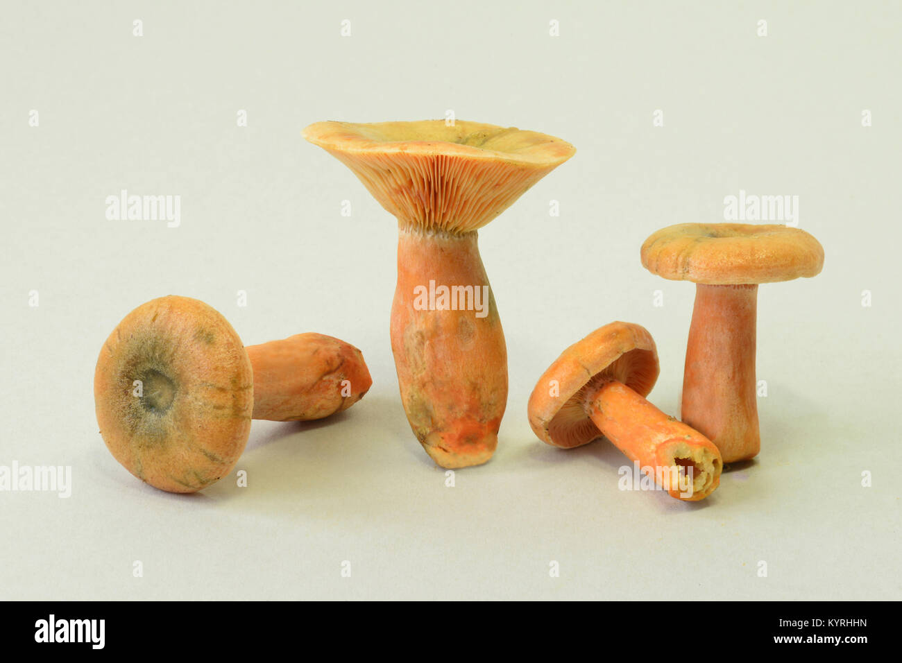 Falscher Safran Milkcap, Orange Milkcap (Lactarius deterrimus), Pilze, studio Bild Stockfoto