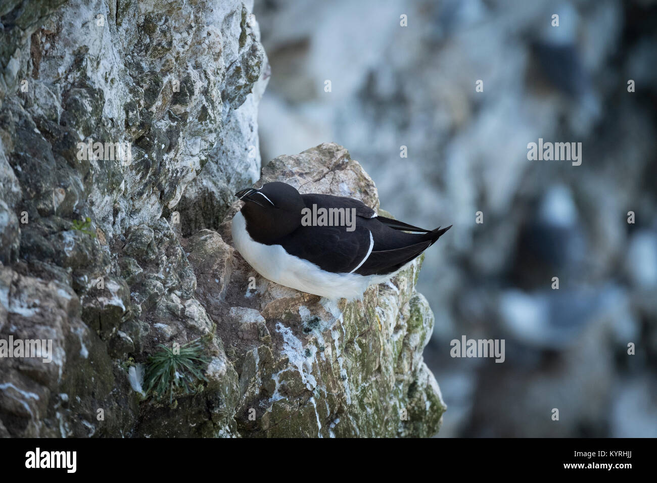 In der Nähe von einzelnen Erwachsenen Tordalk sitzen auf einem Nest auf einem schmalen Felsvorsprung in einen Kreidefelsen - Bempton Cliffs RSPB Reservat, East Yorkshire, England. Stockfoto