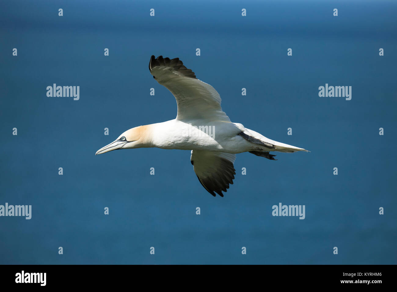 Die Seitenansicht des sonnendurchfluteten Gannett Fliegen & hochfliegende über Nordsee Schließen, die Flügel ausgestreckt - Bempton Cliffs RSPB Reservat, East Yorkshire, England, UK. Stockfoto