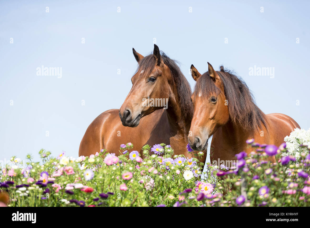 Freiberger Pferd, Delémont. Paar bay Erwachsene, über blühende astrs. Schweiz Stockfoto