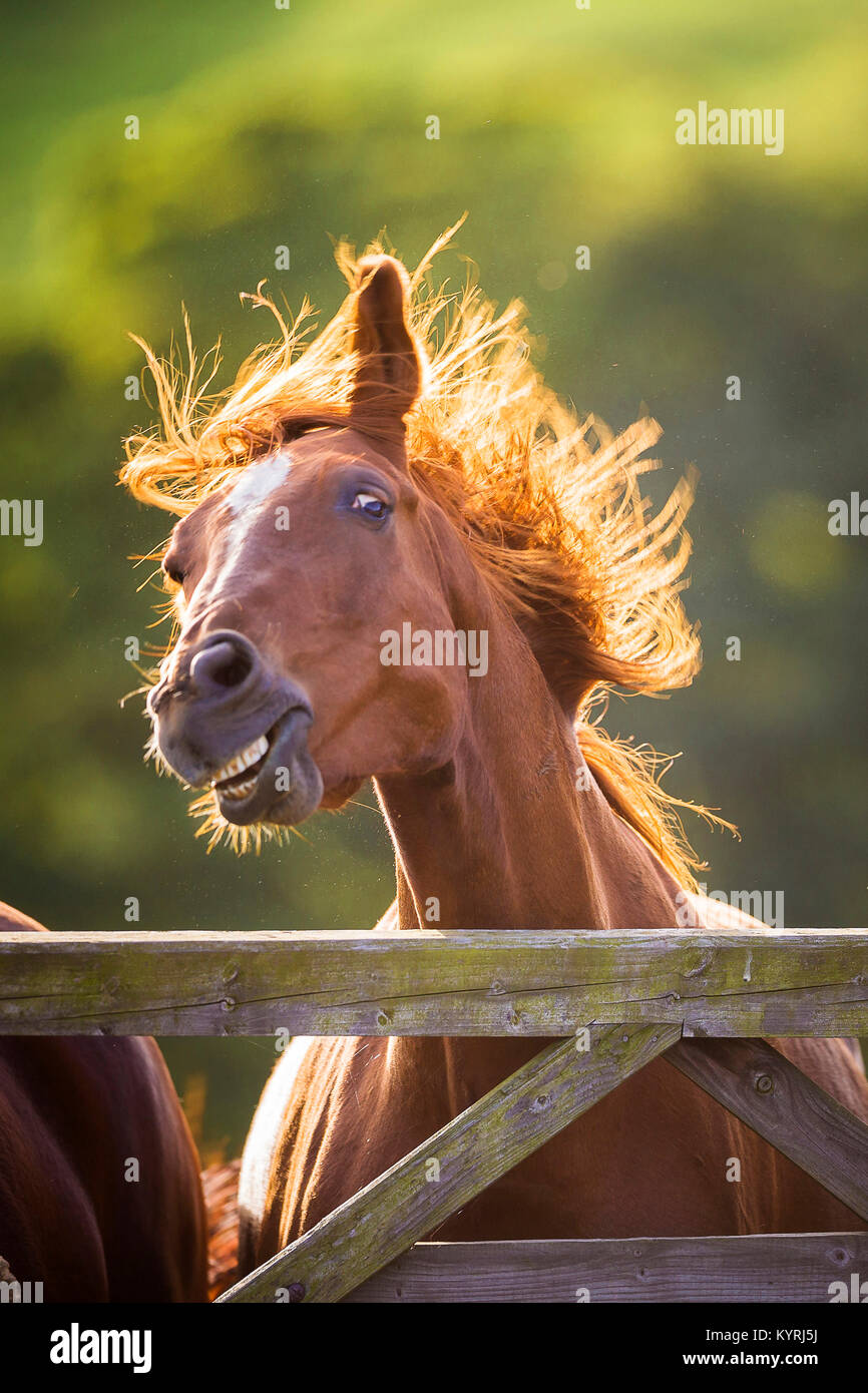 Oldenburg Pferd. Chestnut Mare hinter einem Zaun und schüttelte den Kopf. Großbritannien Stockfoto