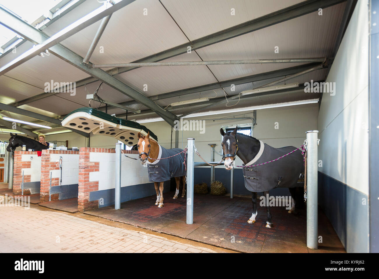 Inländische Pferd. Pferde in einen Arbeitsbereich für die Fellpflege. Großbritannien Stockfoto