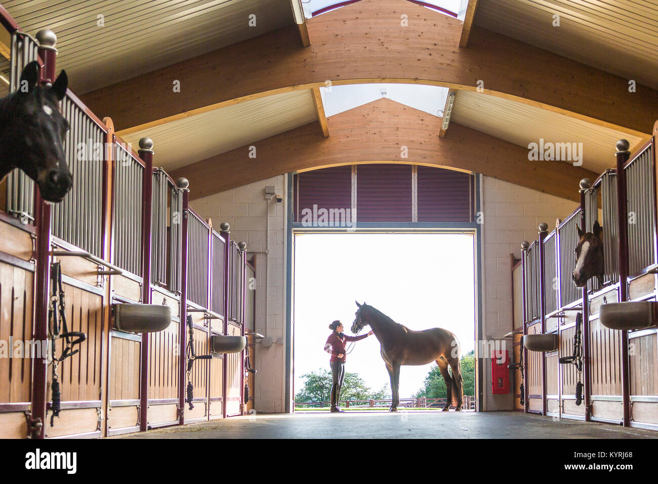 Oldenburg Pferd. Bay Stute mit Bräutigam am Eingang zu einem geräumigen stabil. Großbritannien Stockfoto