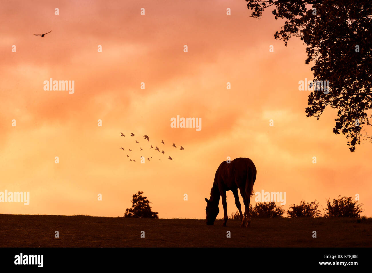 Hannoveraner Pferd. Grasende Pferd und eine Herde von Vogel im Flug gegen den Abendhimmel. Großbritannien Stockfoto