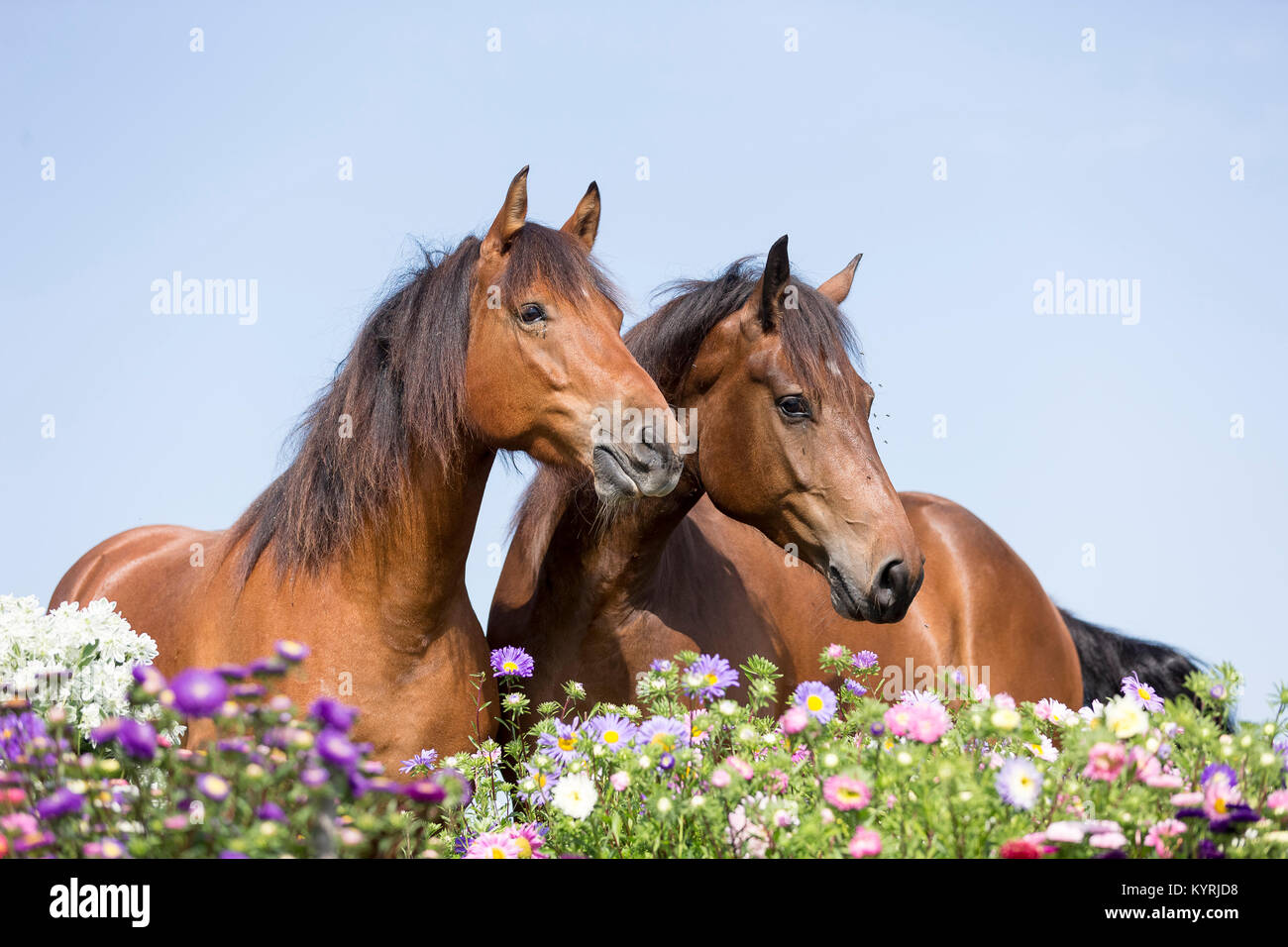 Freiberger Pferd, Delémont. Paar bay Erwachsene, über blühende Astern. Schweiz Stockfoto