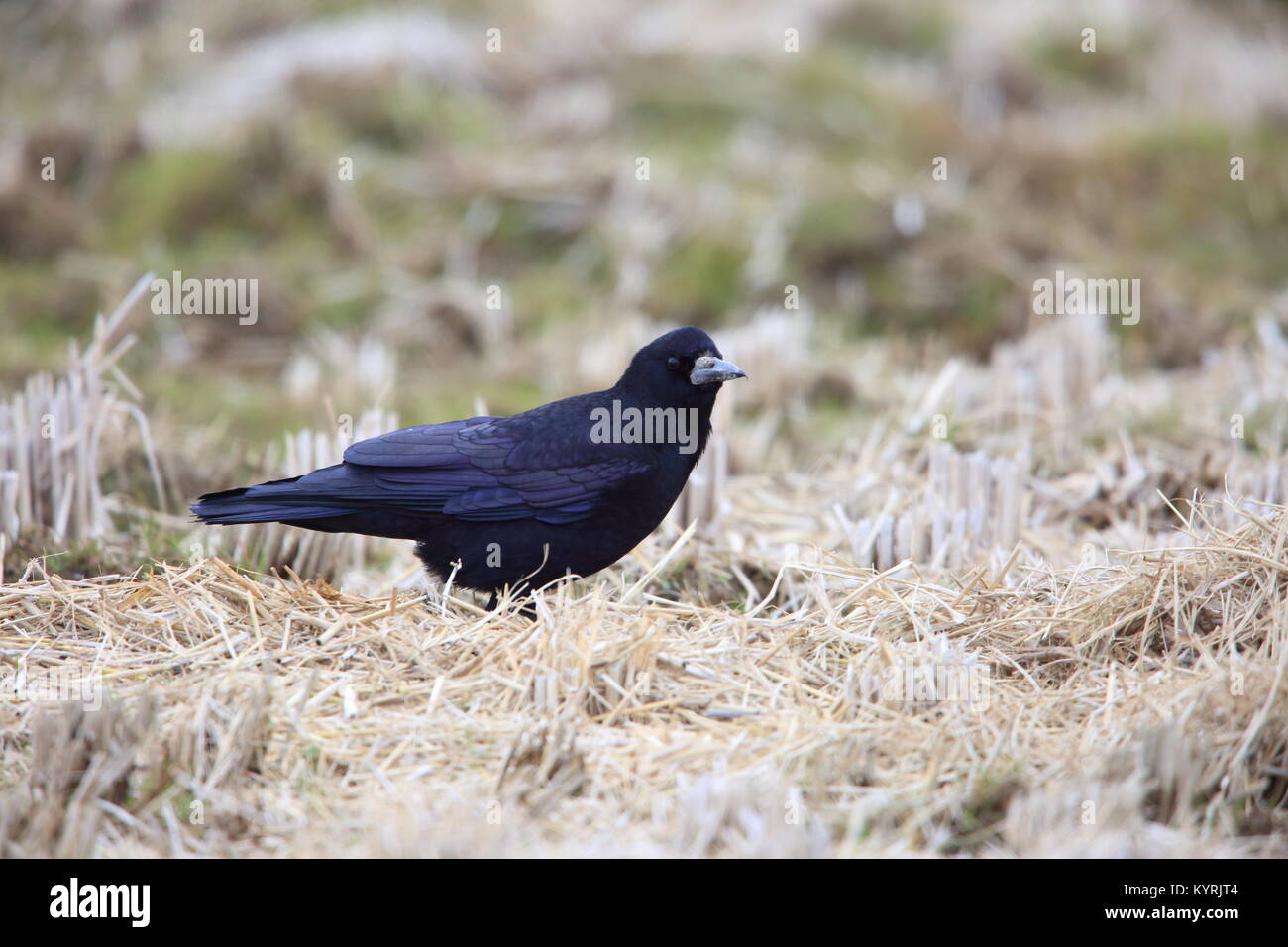 Saatkrähe (Corvus frugilegus) in Japan Stockfoto