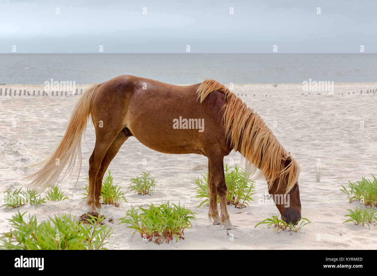 Ein Wildes Pony, Pferd, von Assateague Island, Maryland, USA am Strand. Diese Tiere sind auch als Assateague Pferde- oder Chincoteague Ponys bekannt. Stockfoto