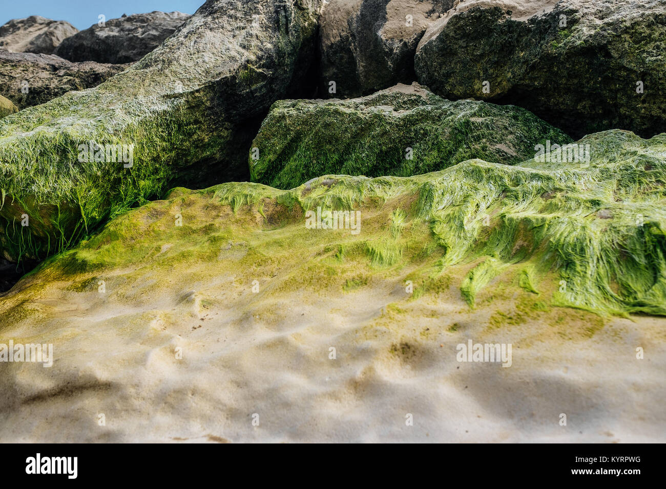 Algen & Sand auf Felsen Stockfoto