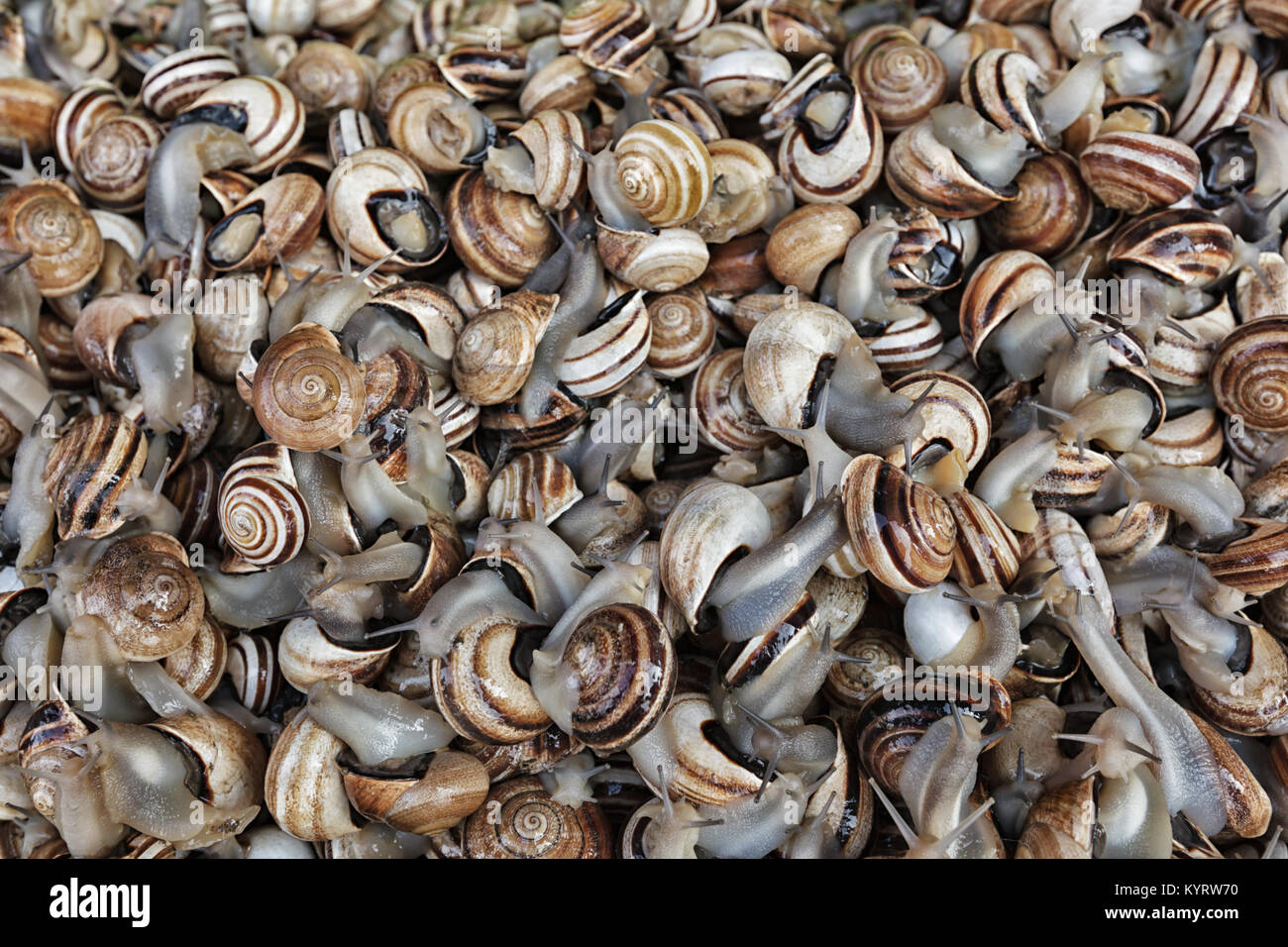 Schnecken. Viele Schnecken kriechen über einander. Closeup Bild. Stockfoto