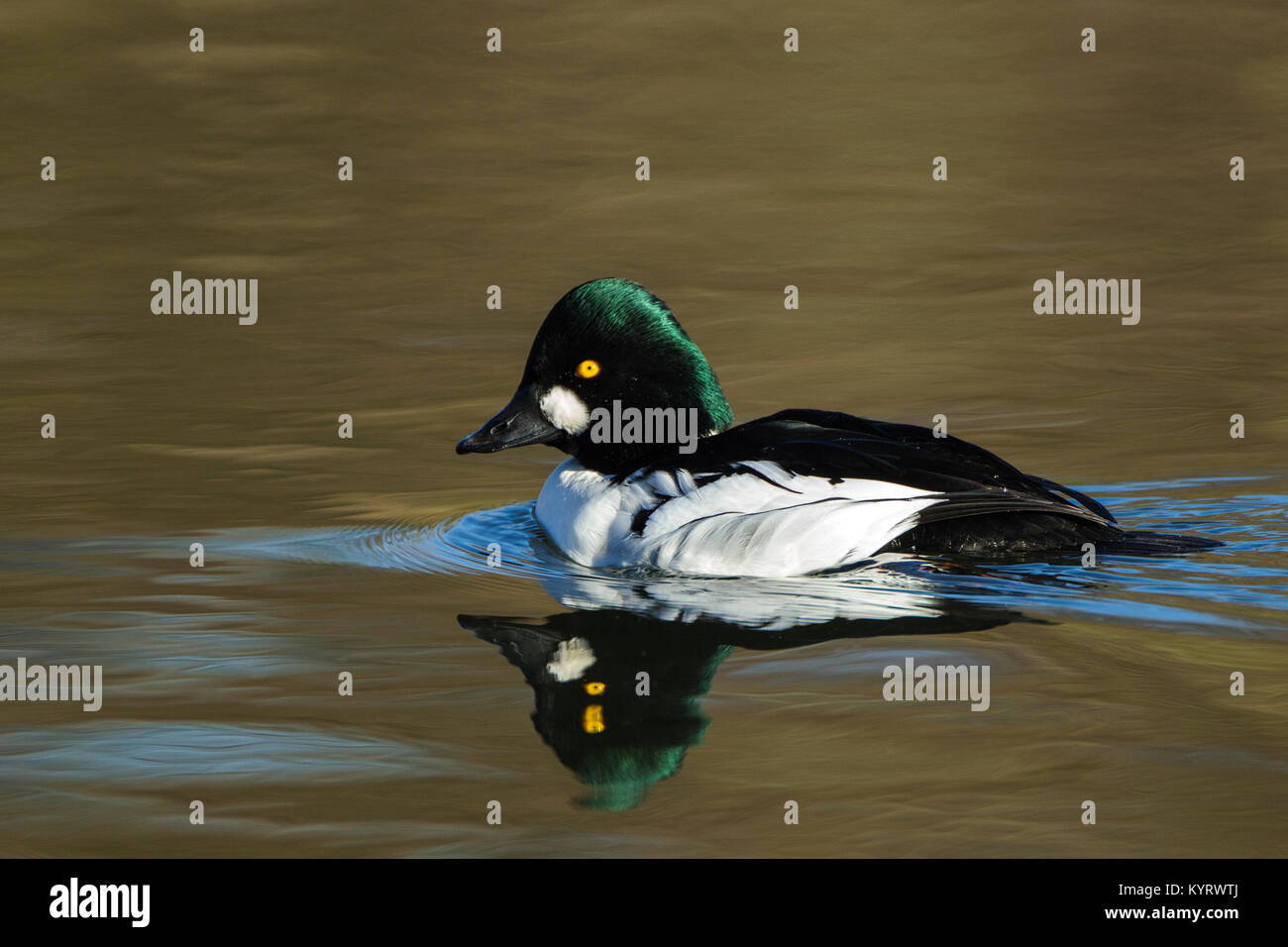 Männliche Goldeneye im Winter Gefieder mit Reflexion schwimmen über einen Pool an Brandon Marsh Coventry Stockfoto Männliche Goldeneye im Winter Gefieder mit Reflexion schwimmen über einen Pool an Brandon Marsh Coventry Stockfoto
