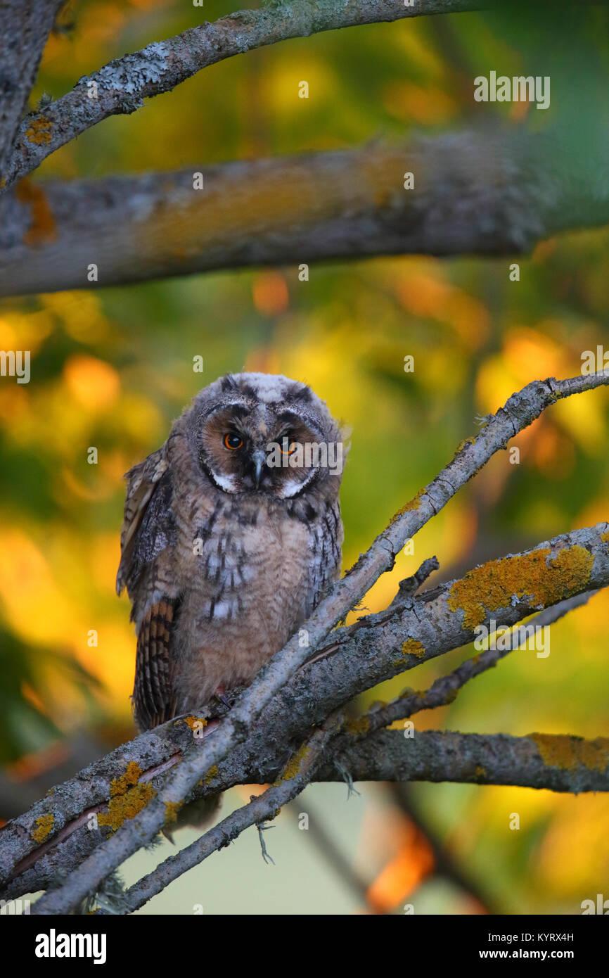 Wild Waldohreule (Asio otus), Europa Stockfoto