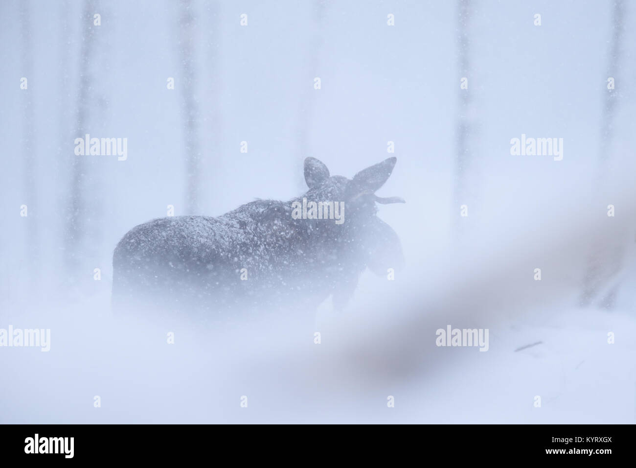 Eurasischen Elk aka Elch (alces) Acles in starker Schneefall, Europa Stockfoto