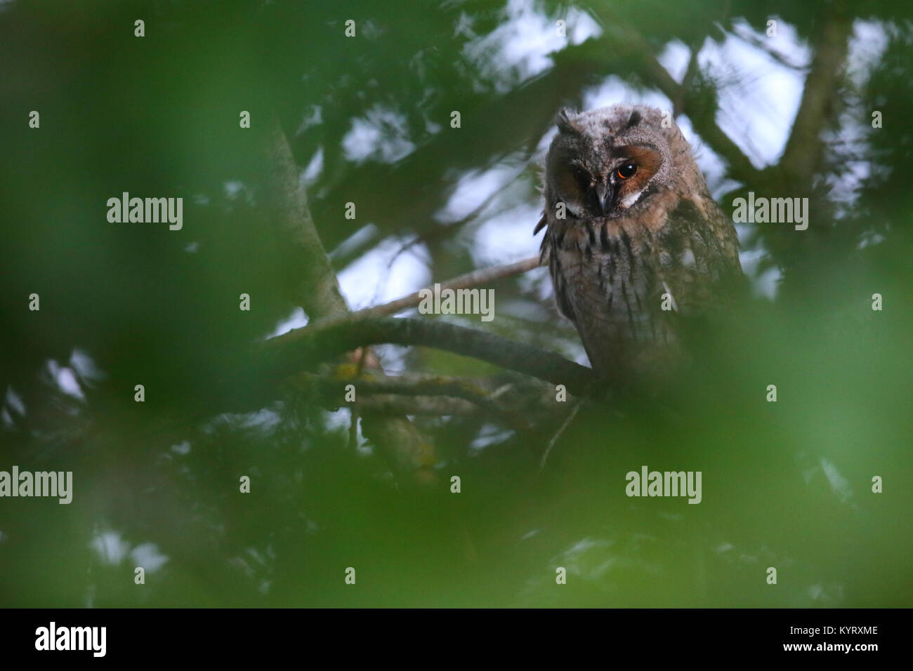 Wild Waldohreule (Asio otus), Europa Stockfoto