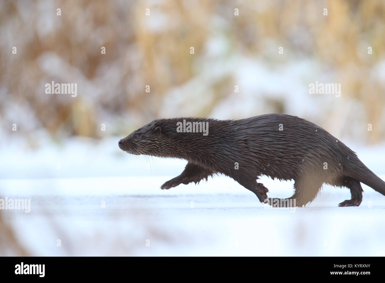 Wild Fischotter (Lutra lutra), Europa Stockfoto