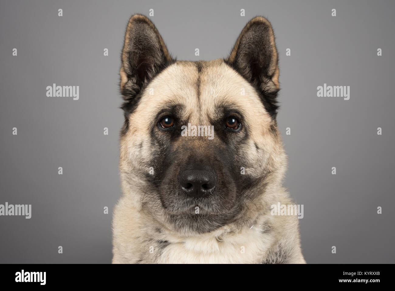 Porträt eines Haustierhundes (American Akita 5 Jahre alt, weiblich) in Großbritannien. Stockfoto
