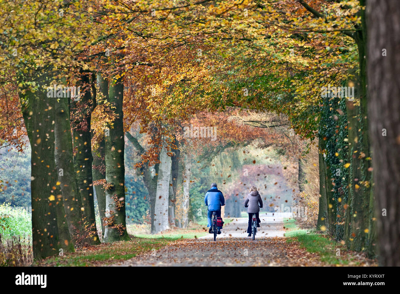 Die Niederlande, Winterswijk, herbstliche Farben, Bäume, Landstraße. Fallende Blätter. Paar radfahren. Stockfoto