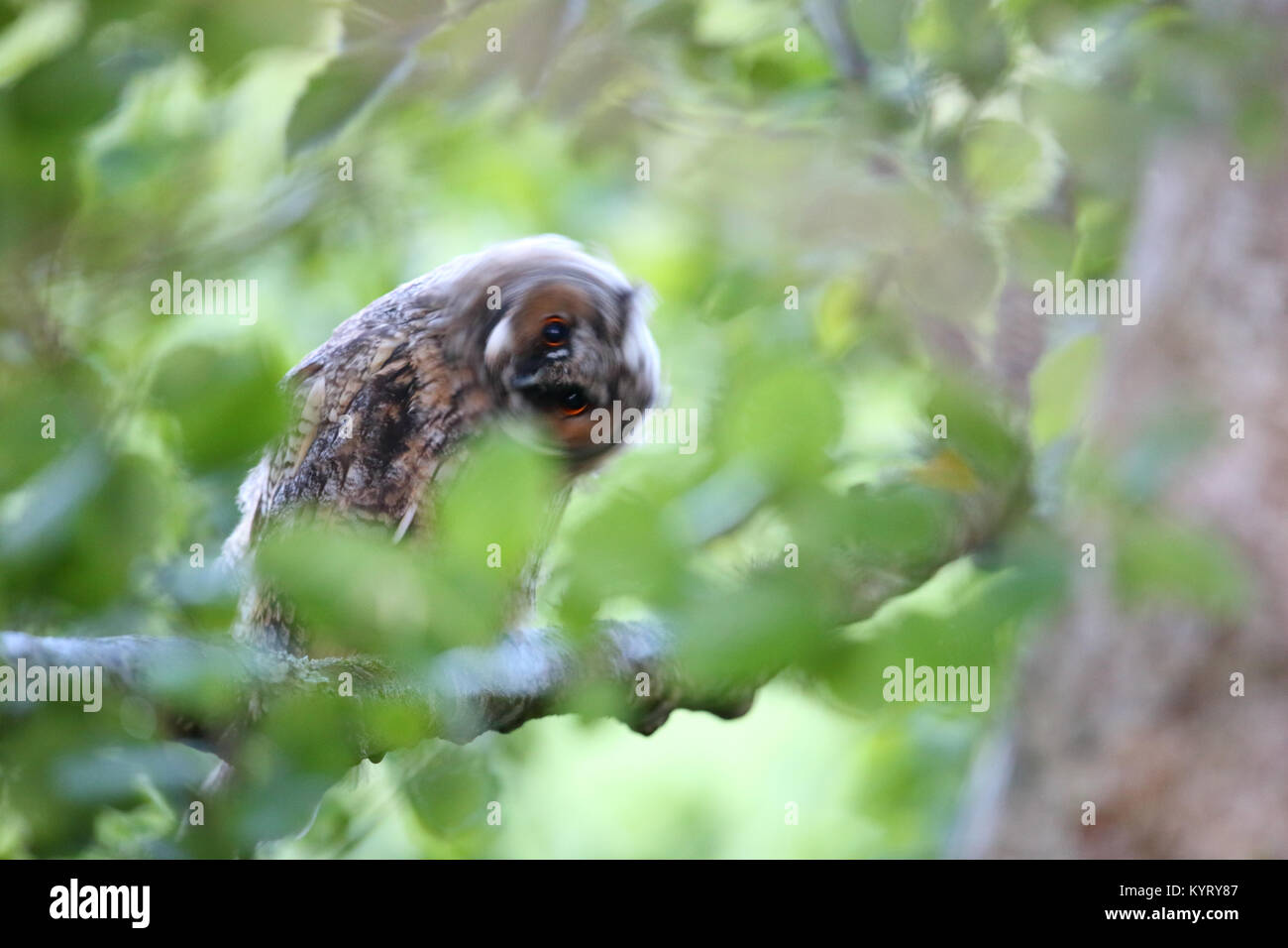 Wild Waldohreule (Asio otus), Europa Stockfoto