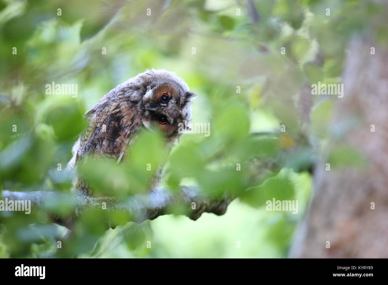 Wild Waldohreule (Asio otus), Europa Stockfoto