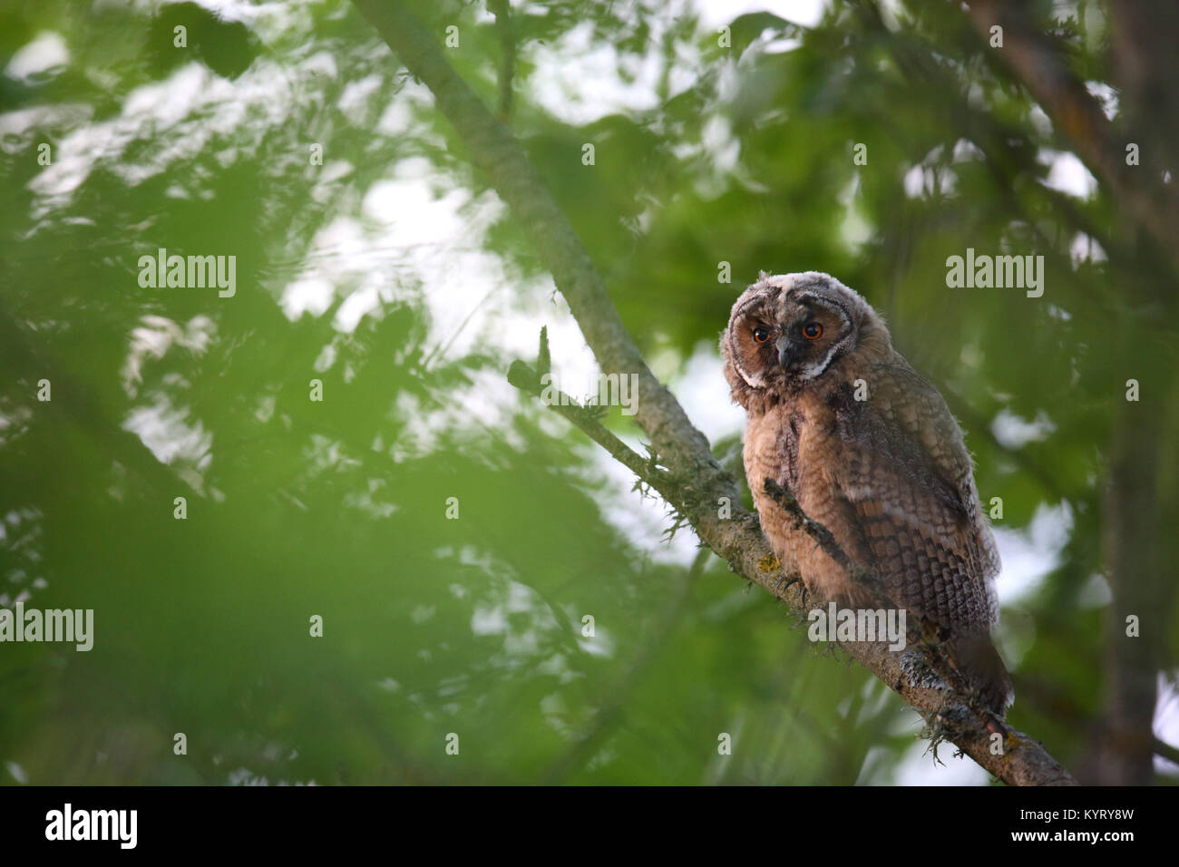 Wild Waldohreule (Asio otus), Europa Stockfoto