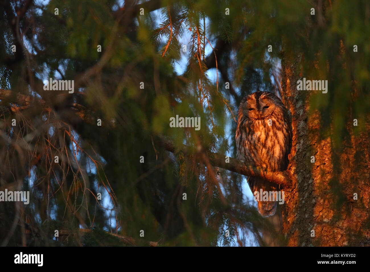 Wild Waldkauz (Strix aluco) im letzten Licht. Stockfoto