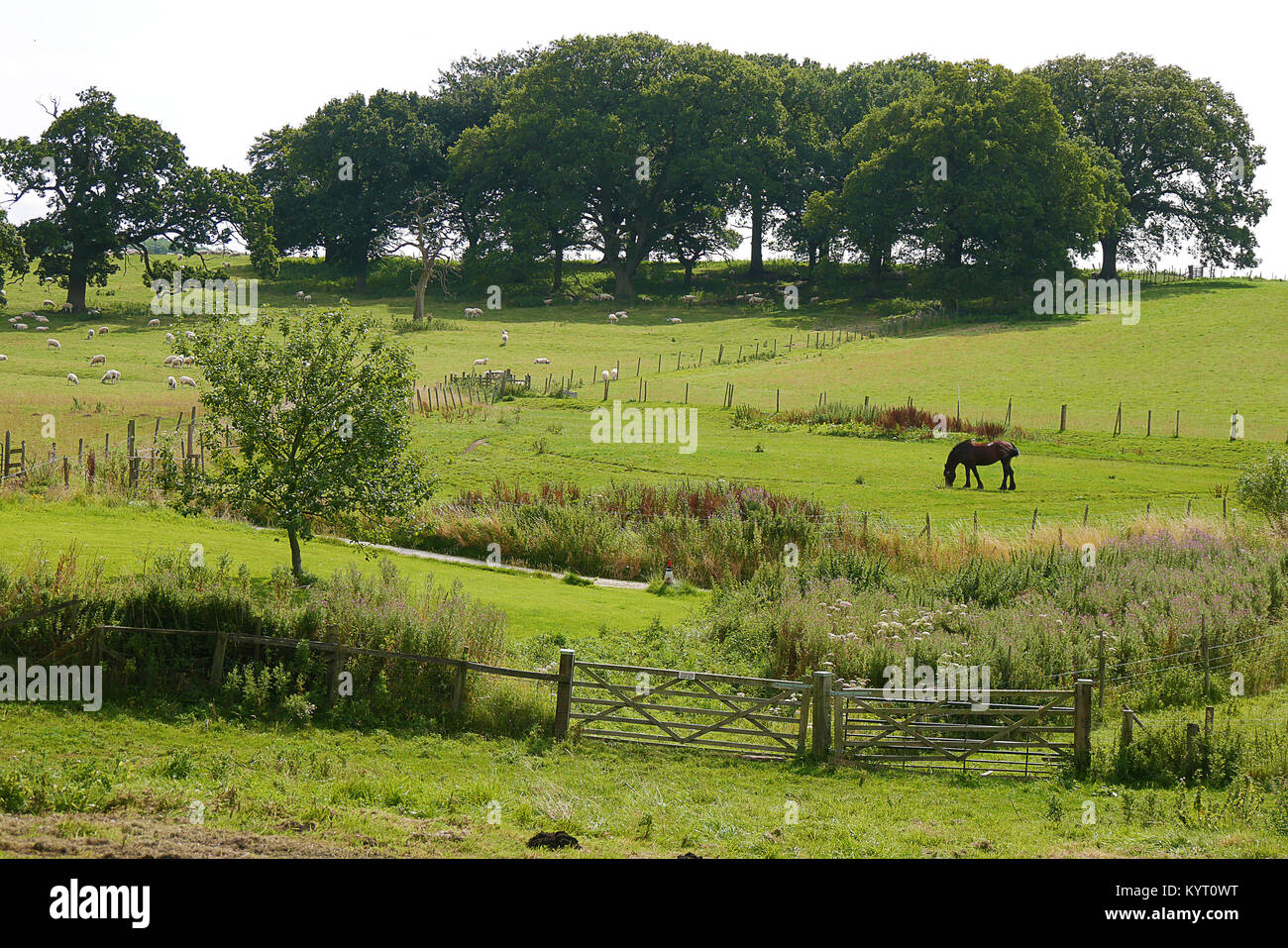 Blick auf die Landschaft von Tieren in Farmer's Feld in North Yorkshire. Stockfoto