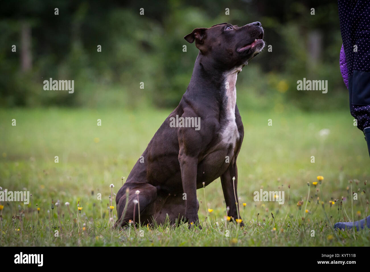 45+ American Bull Terrier Black