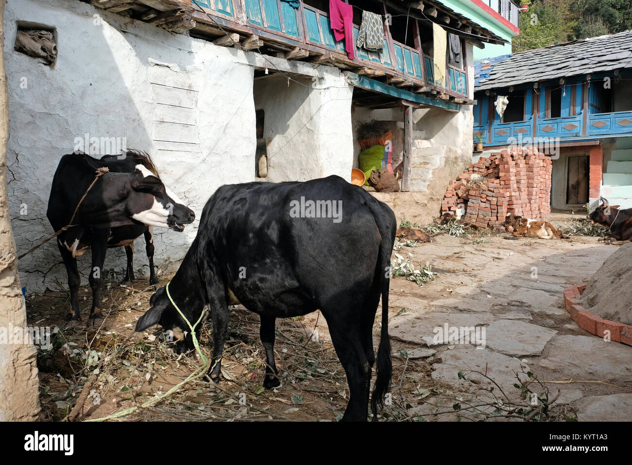 Vieh auf dem Hof von einem Bauernhof in den Ausläufern des Himalaya im Norden Indiens Stockfoto