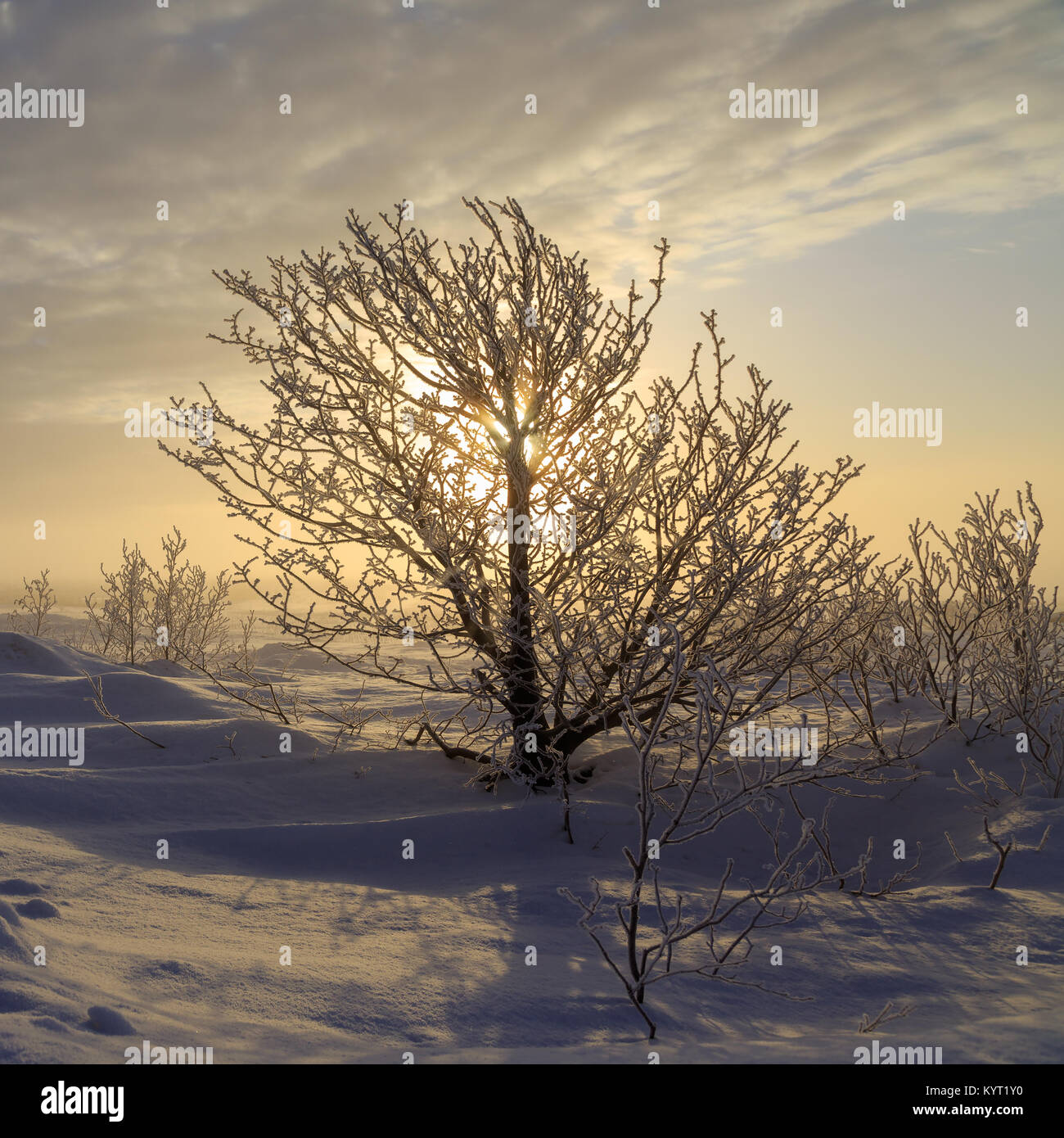 Sonnenschein durch einen kleinen Baum im Witer Landschaft. Stockfoto