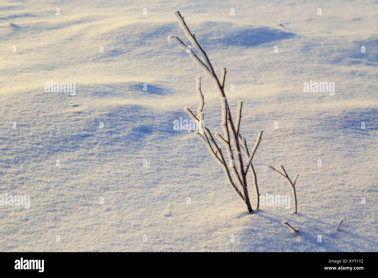Niederlassungen in Raureif stossen aus dem Schnee bedeckt. Stockfoto
