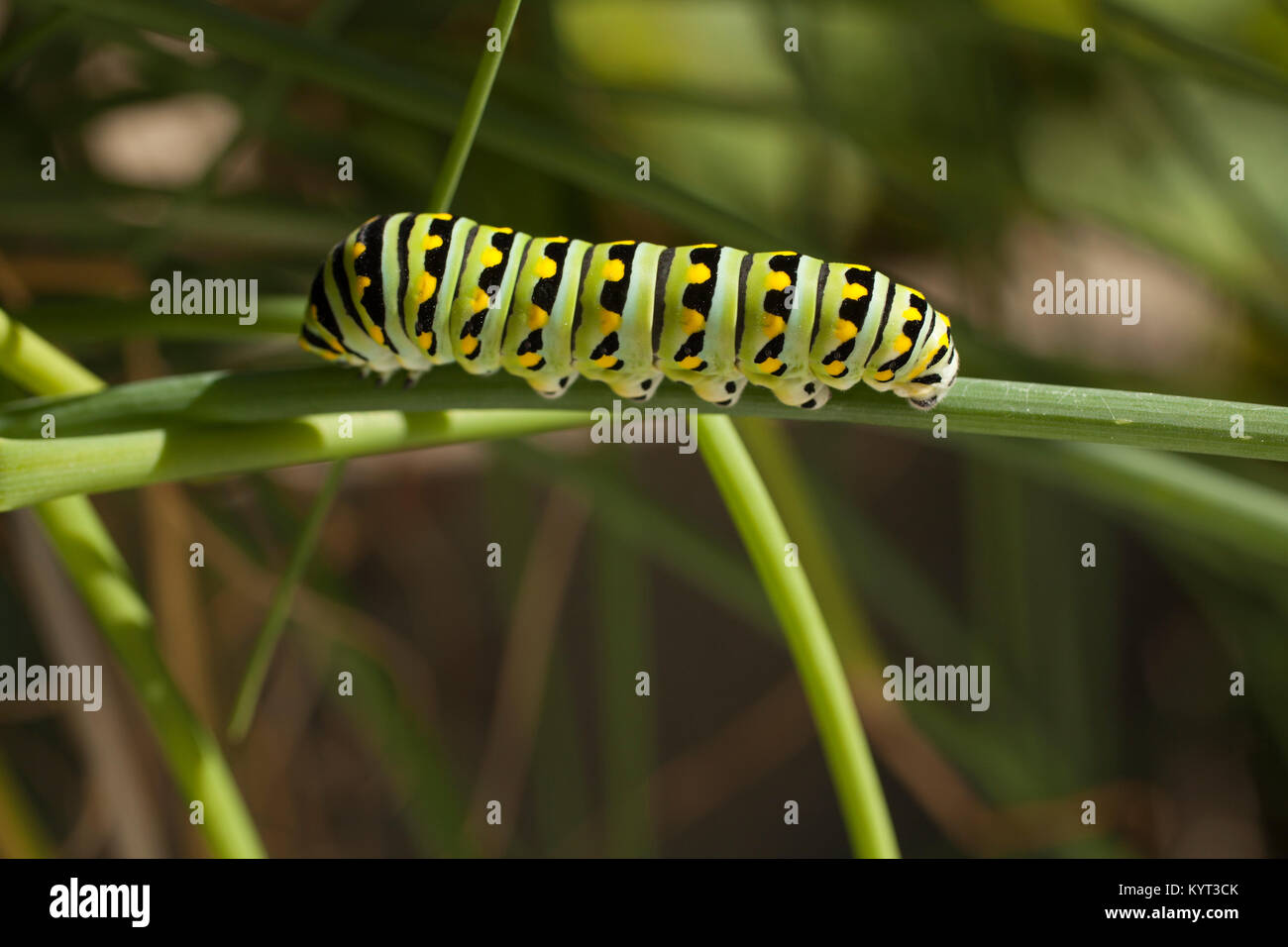 Ein fettes swallowtail Caterpillar steigt entlang einer Schnittlauch Anlage. Stockfoto