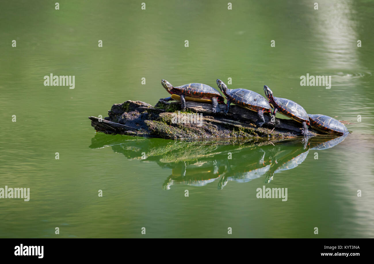 Bemalte Schildkröten auf einem Balken mit Reflexion gestapelt Stockfoto