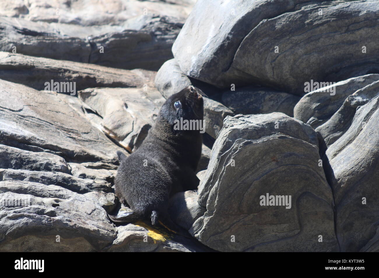 Langen Spitzzange Fell seal Pup auf Kangaroo Island Stockfoto