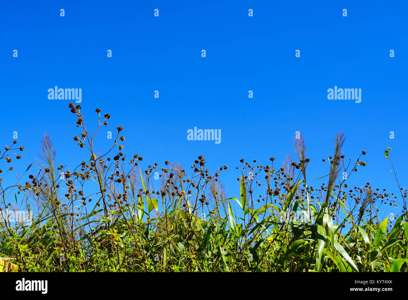 Schöne Gras Blume Rahmen und blauer Himmel Stockfoto