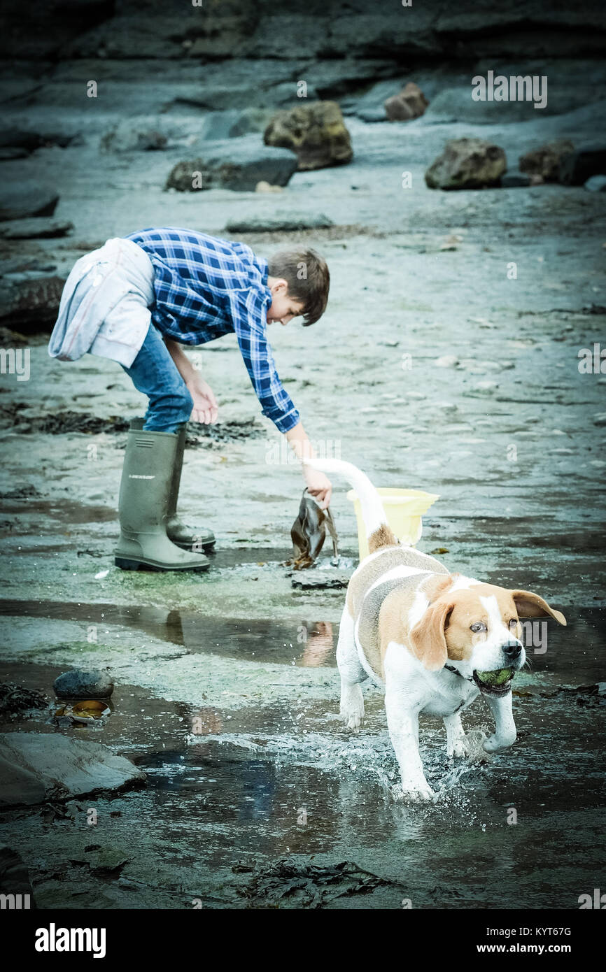 Junge und Hund, Beagle an der Küste, Meer, in [Songbook] Bay, Yorkshire, Großbritannien Stockfoto