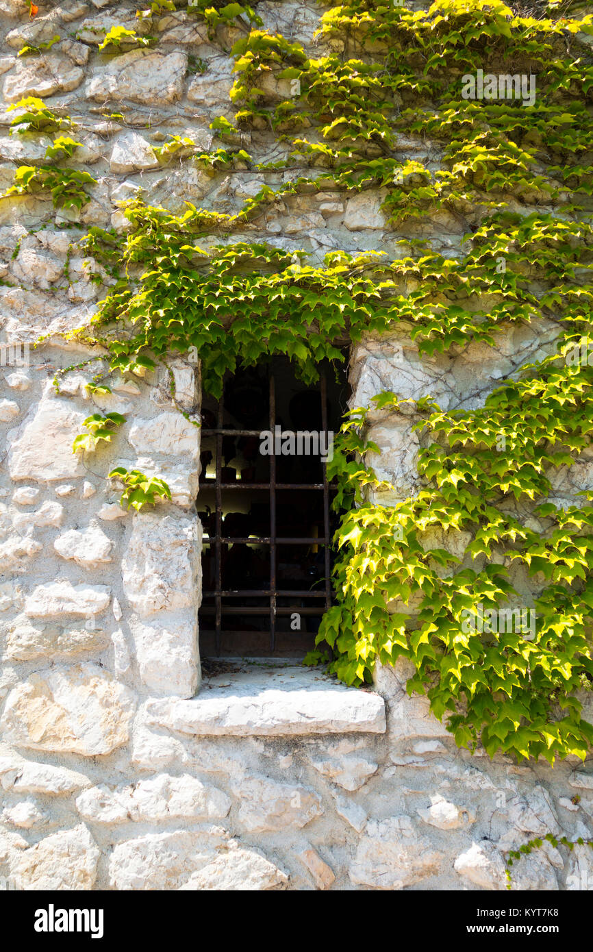 Ein schmales Fenster mit einem Gitter auf einem alten Gebäude in einer Wand der wild lebenden Steinen ist mit Zweigen von jungen Trauben mit grünen Blättern in Nizza Frankreich abgedeckt Stockfoto