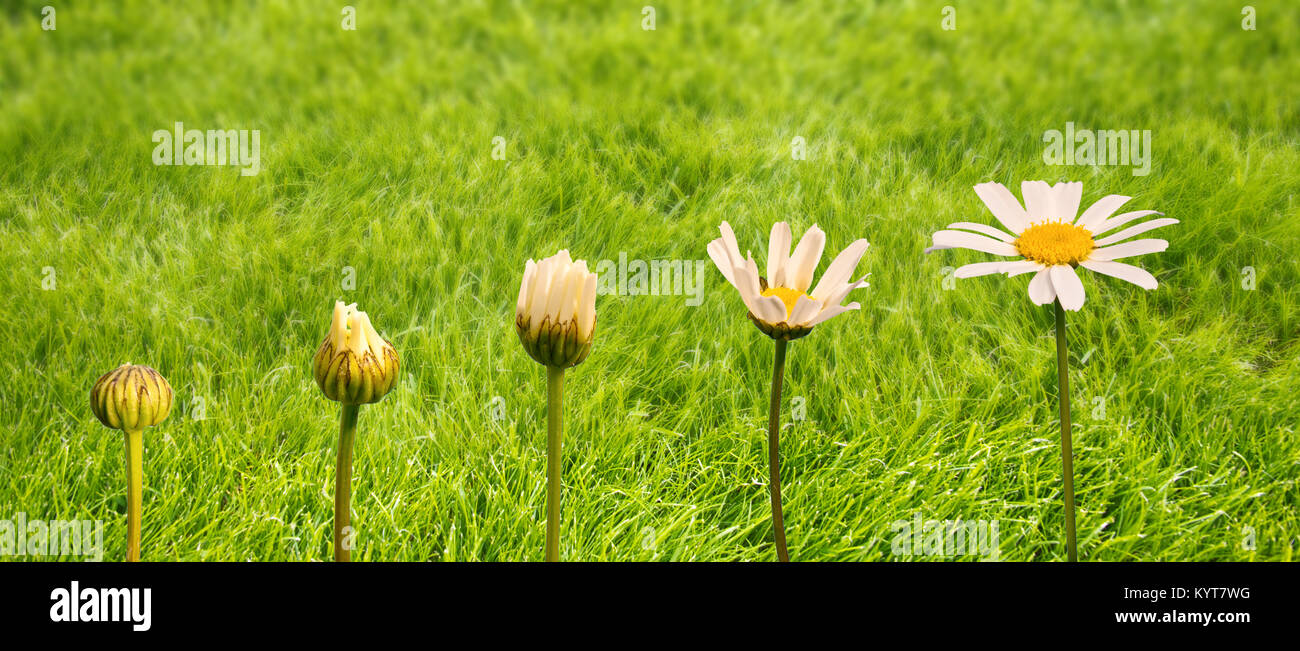 Phasen des Wachstums und der Blüte einer Daisy, grünem Gras Hintergrund, Leben und Transformation Konzept Stockfoto