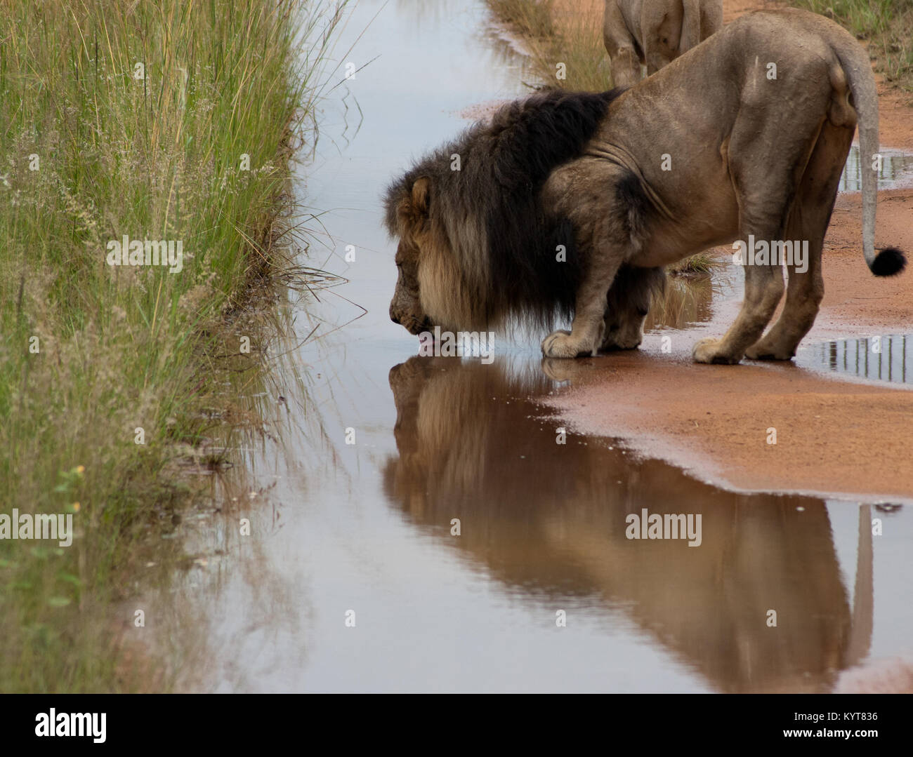 Männlicher Löwe Trinkwasser Stockfoto