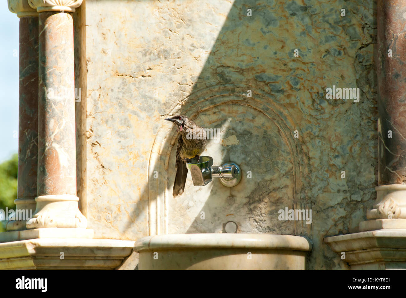 Wattle Vogel im Kings Park, Perth - Australien Stockfoto