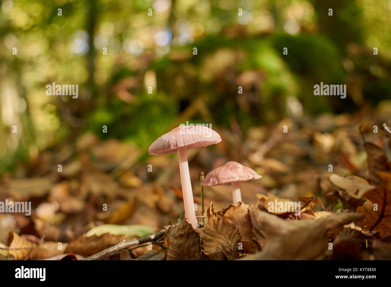 Pilz rosy Motorhaube Stockfoto