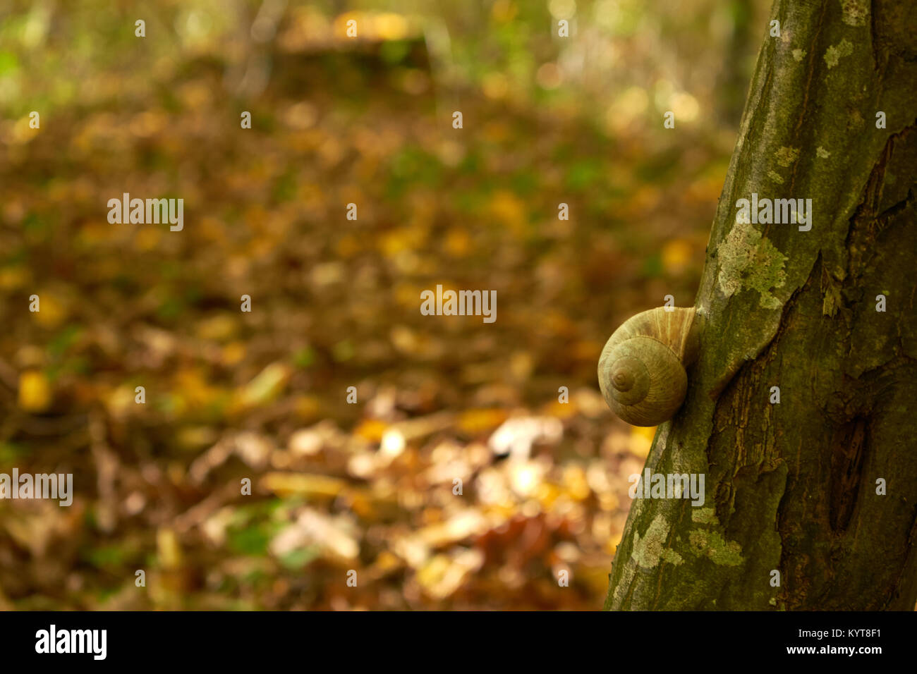 Slug auf einem Baum Stockfoto