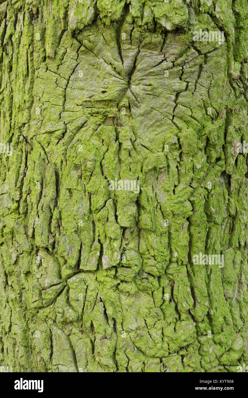 In der Nähe der Rinde der Stieleiche (Quercus robur) Hetchell Holz, Bardsey, West Yorkshire, England, Oktober Stockfoto