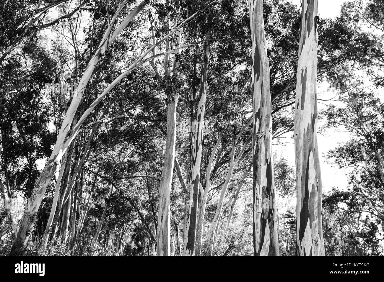 Eucalyptus Globulus Baum Stockfoto