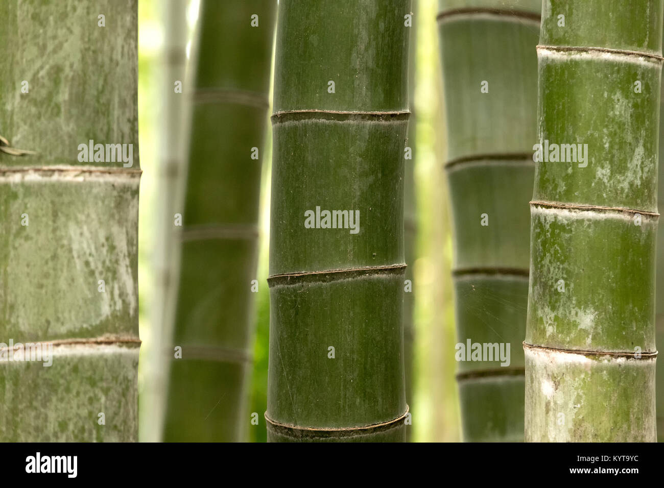 Close-up von Bambus stammt Stockfoto