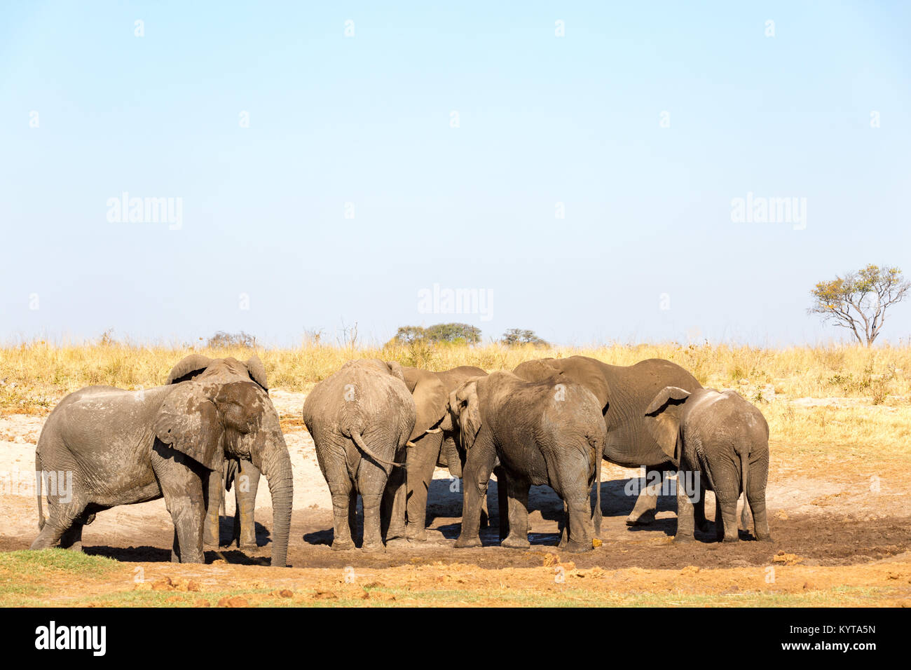 Herde Elefanten während einer Safari in Botswana, Afrika Stockfoto