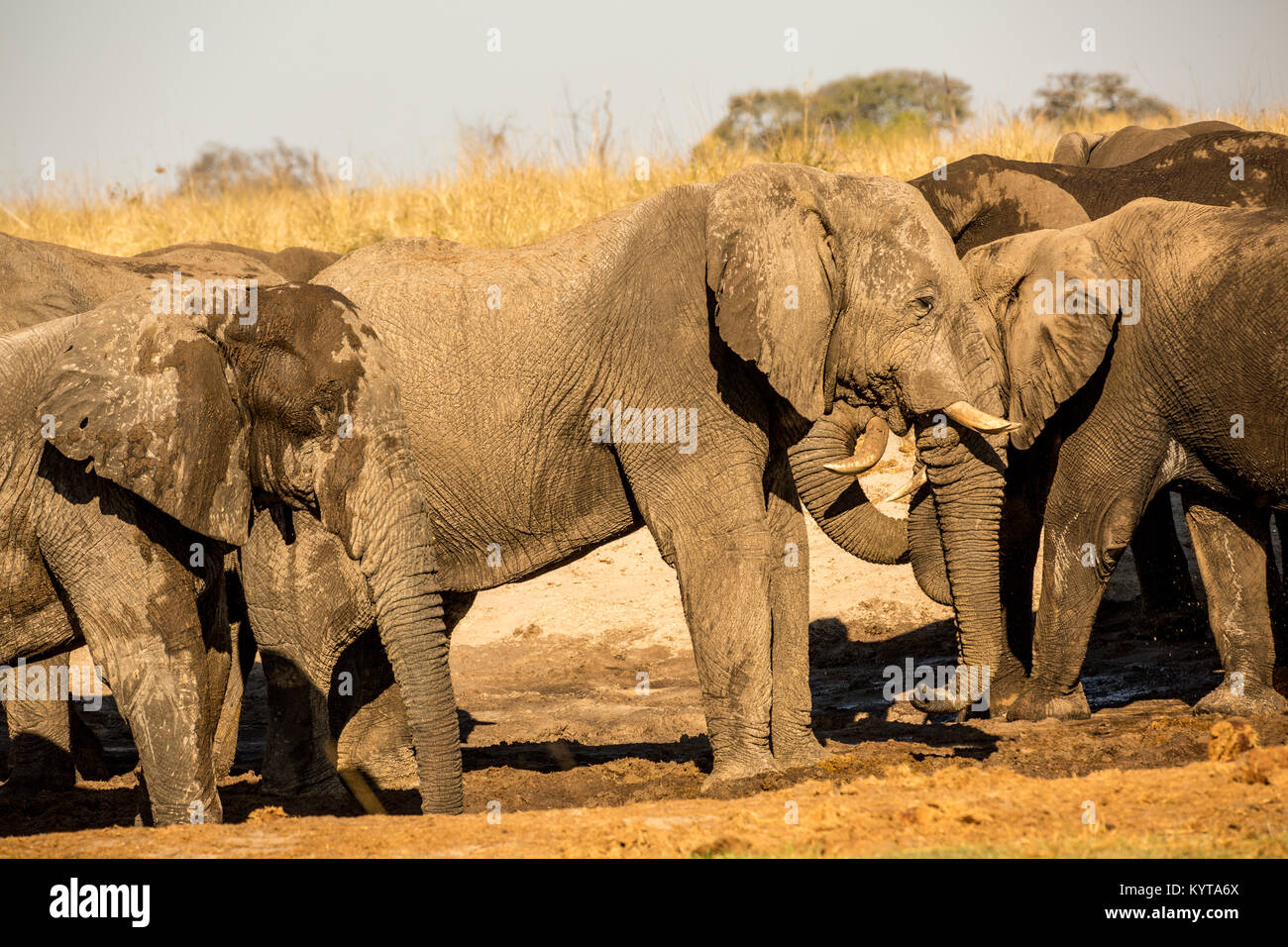Herde Elefanten während einer Safari in Botswana, Afrika Stockfoto