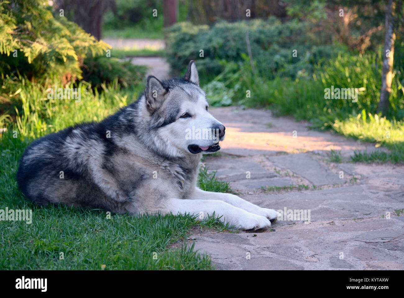 Alaskan Malamute liegen auf dem Rasen in der Nähe Fußweg Stockfoto