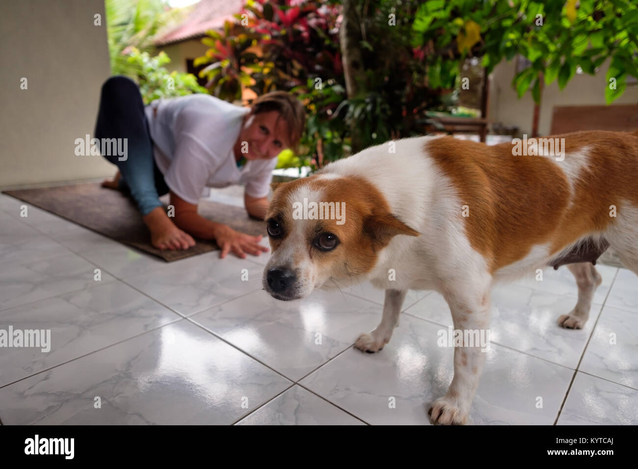 Frau Yoga auf der Terrasse im Sommer Urlaub und Hund ihr unterbrechen und suchen Schuldige an Kamera Stockfoto