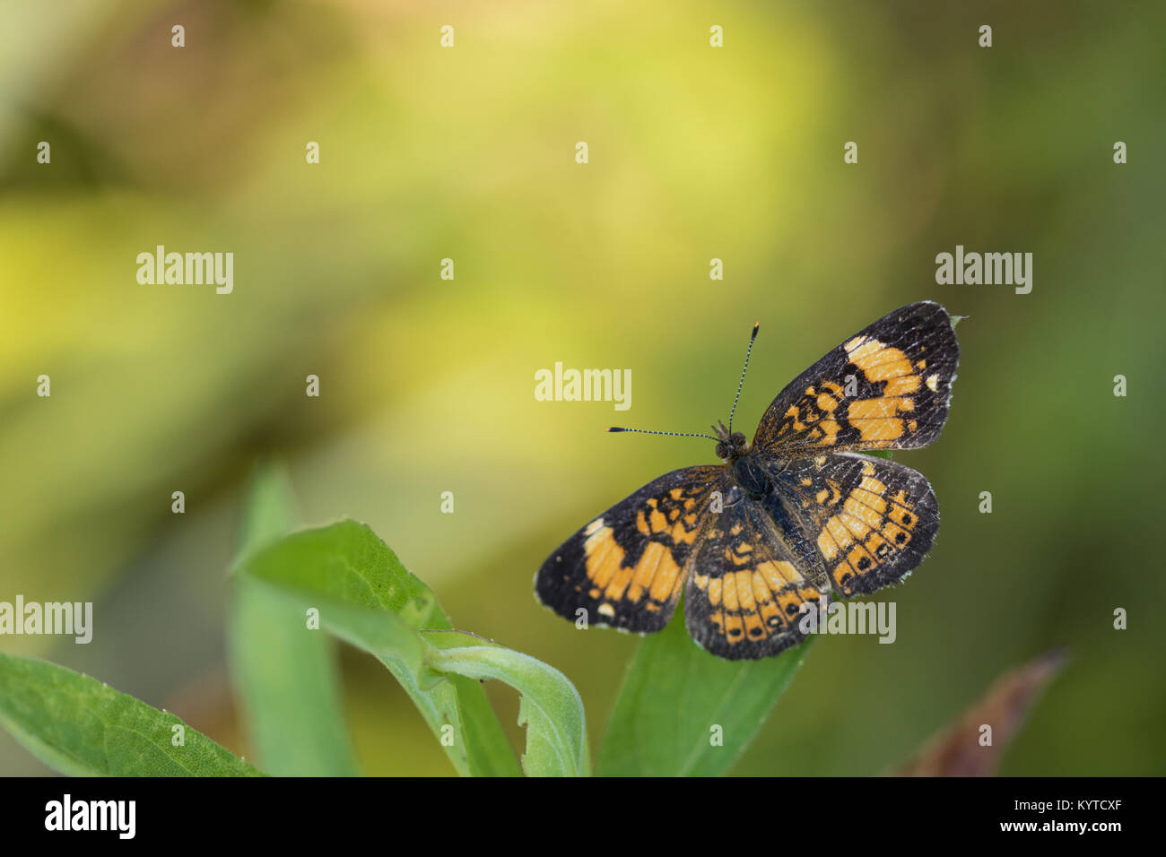 Pearl crescent Schmetterling (Phyciodes tharos) Stockfoto