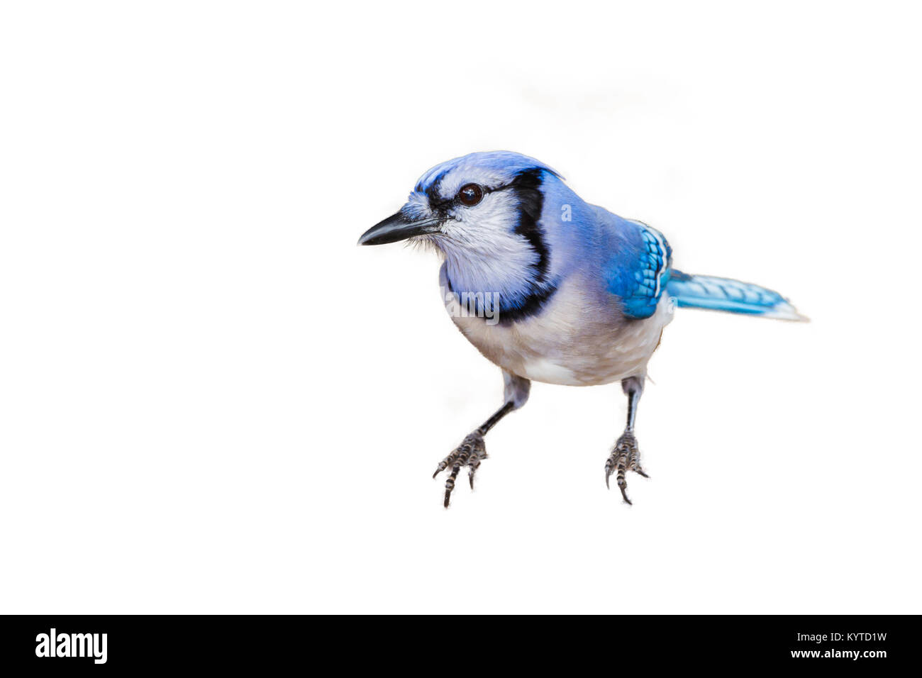 Blue Jay vorsichtig in einen Zubringer zu beobachten Stockfoto